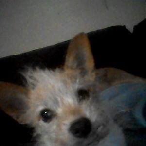 Meet your Posher, Laurak